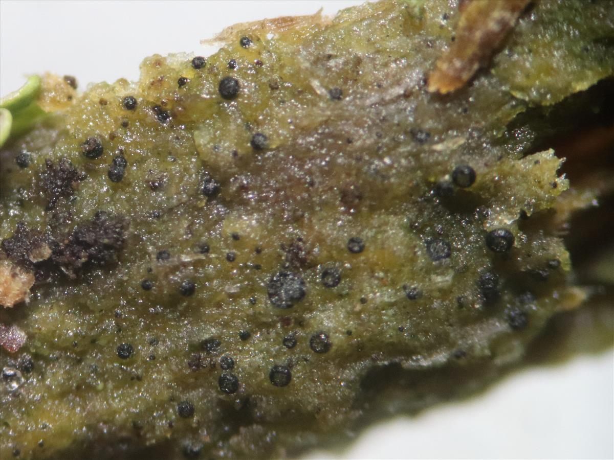 Epigloea pleiospora (door Tom Schier)