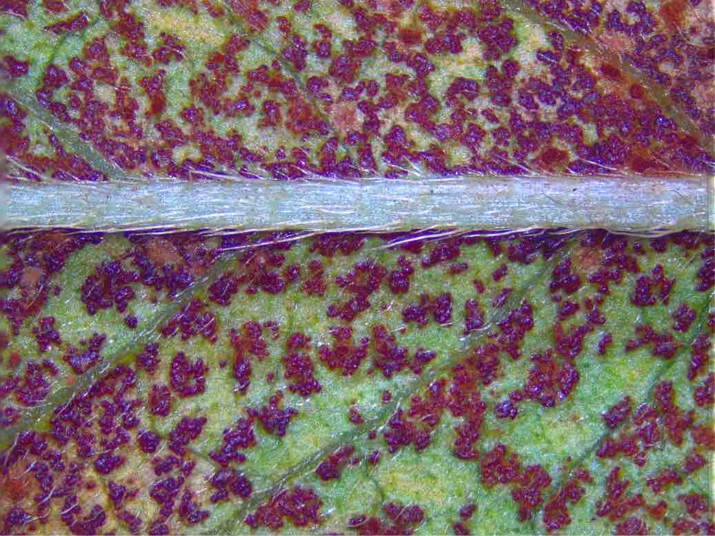 Puccinia polygoni-amphibii (door Eduard Osieck)