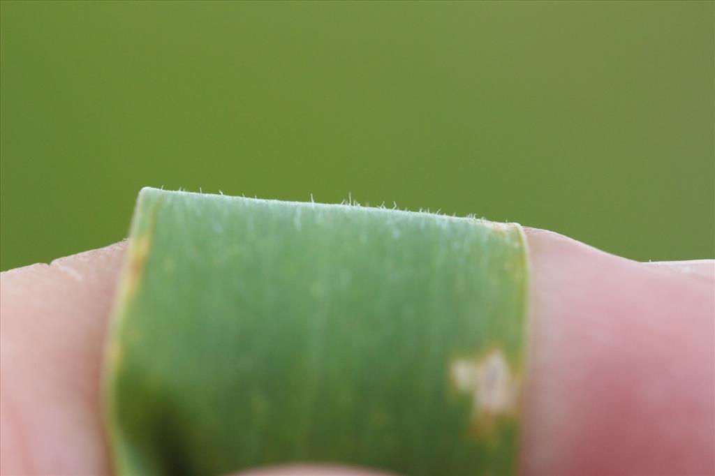 Setaria faberi (door Niels Eimers)