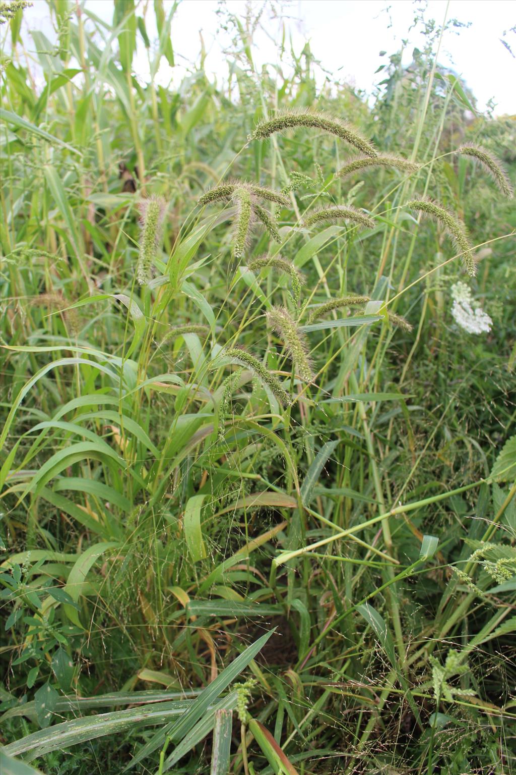 Setaria faberi (door Niels Eimers)