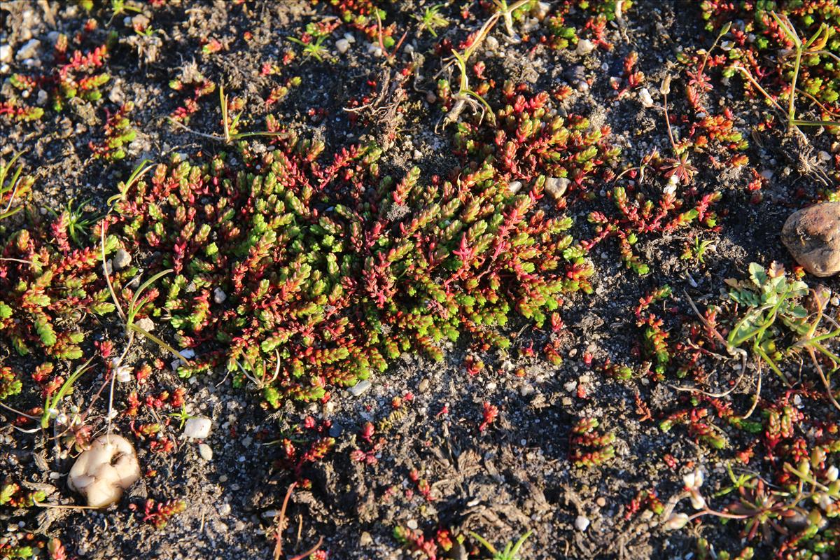 Crassula tillaea (door Stef van Walsum)