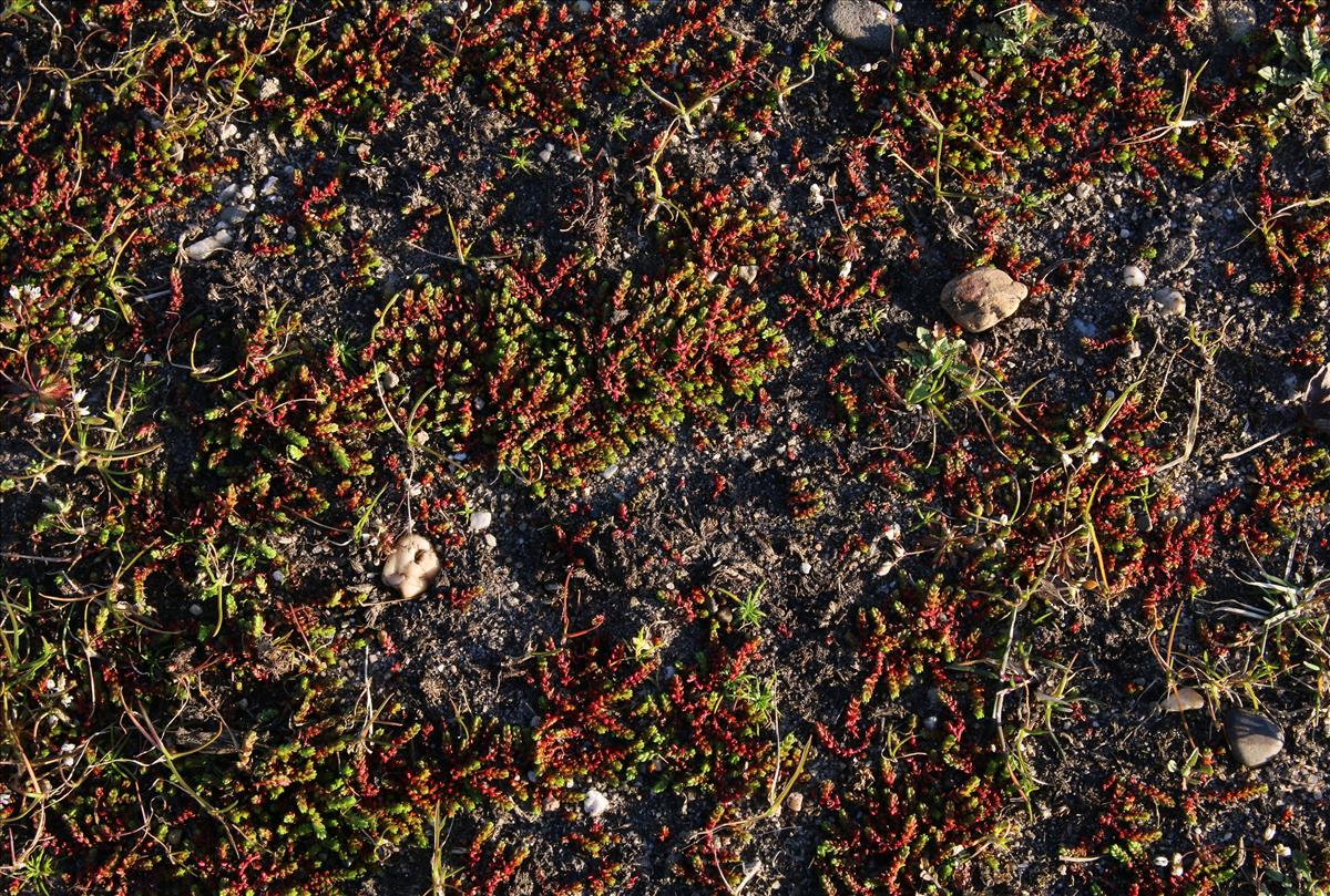 Crassula tillaea (door Stef van Walsum)