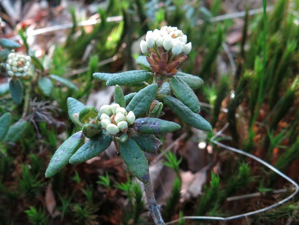 Rhododendron groenlandicum (door Hans Toetenel)