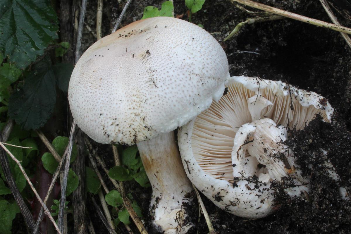 Leucoagaricus leucothites var. carneifolius (door Ieko Staal)