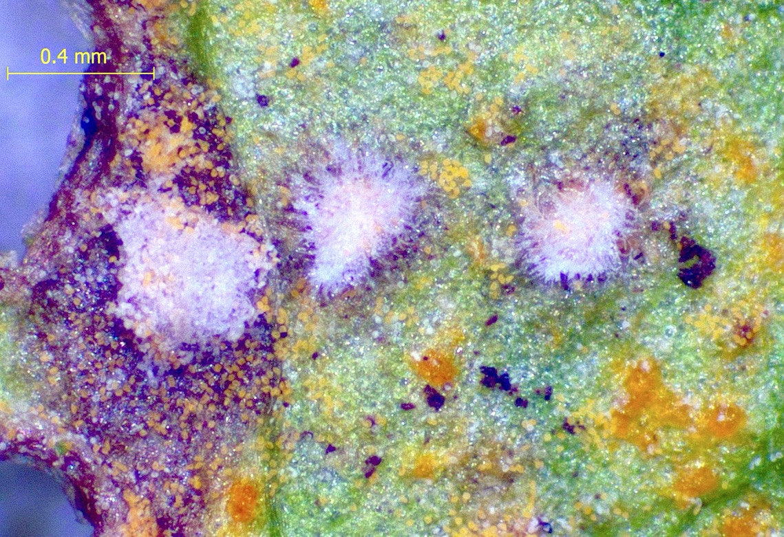 Ramularia coleosporii (door Eduard Osieck)