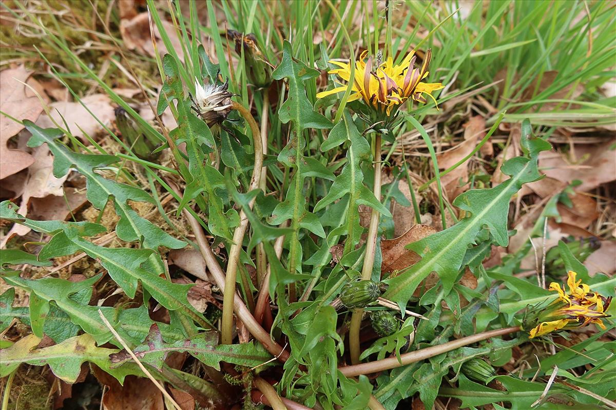 Taraxacum pietii-oosterveldii (door Otto Zijlstra)