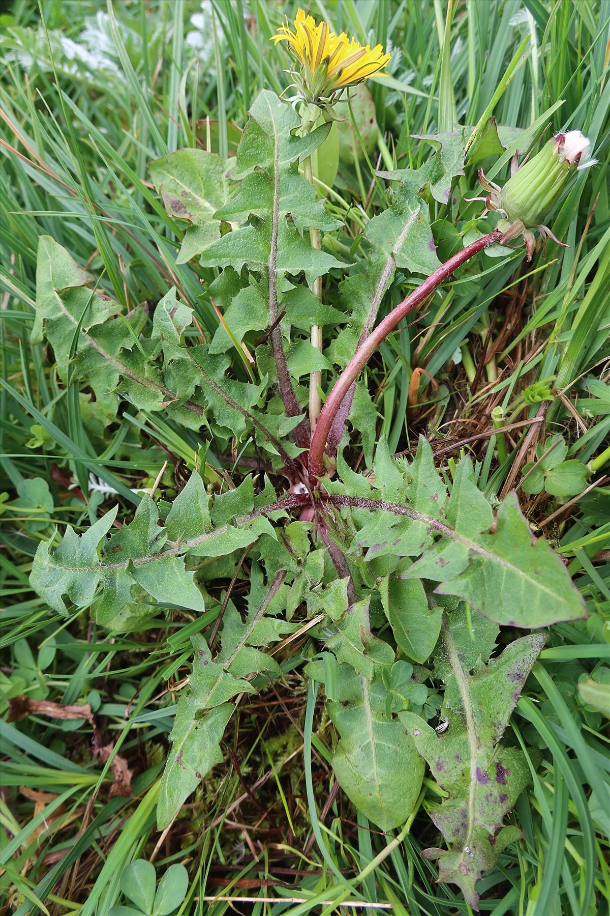 Taraxacum vastisectum (door Otto Zijlstra)