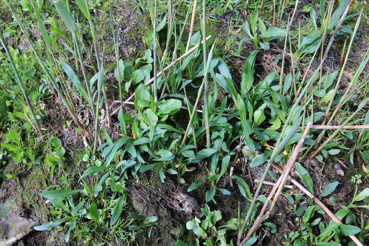 Symphyotrichum aff. lanceolatum (door Stef van Walsum)
