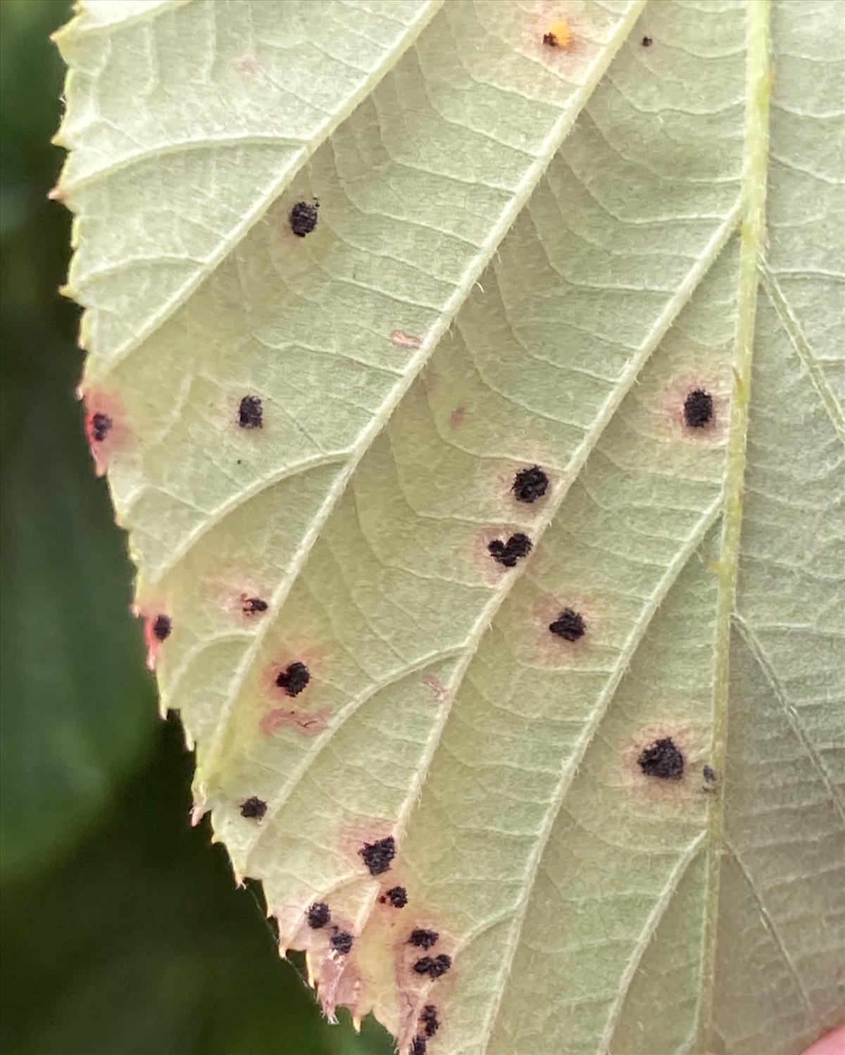 Phragmidium violaceum (door Eduard Osieck)