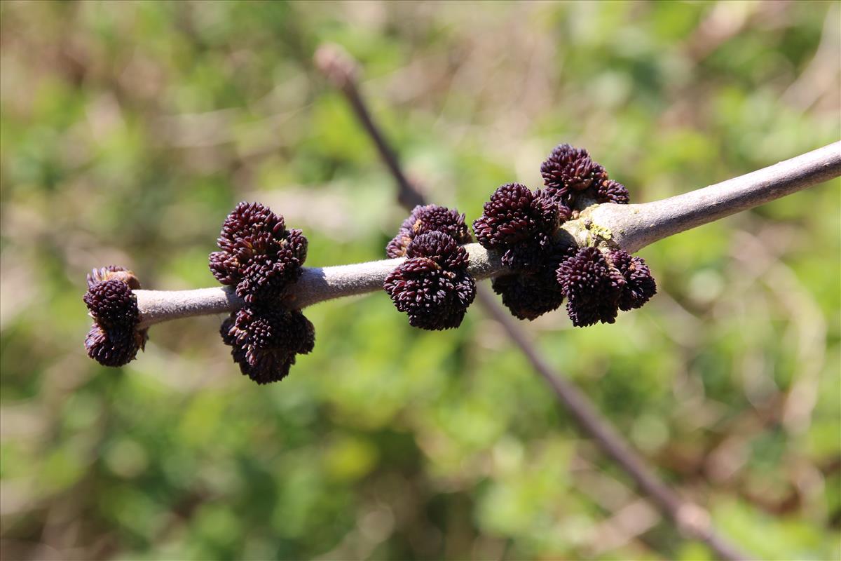 Fraxinus pennsylvanica (door Stef van Walsum)