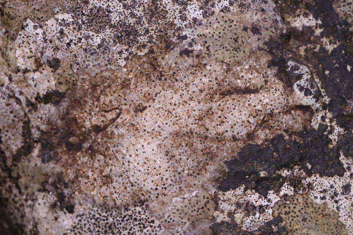 Petractis clausa (door Niek Schrier)