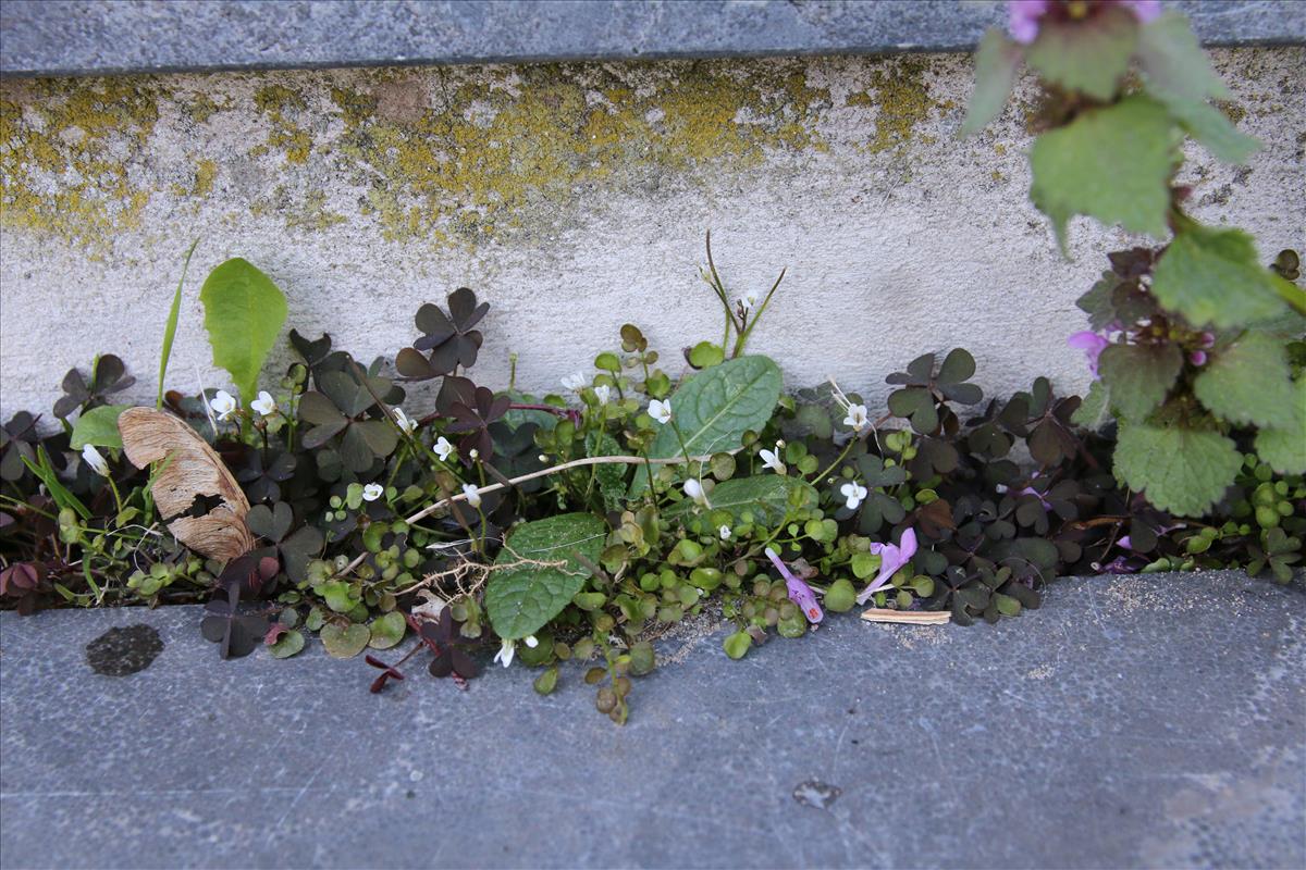 Cardamine corymbosa (door Stef van Walsum)