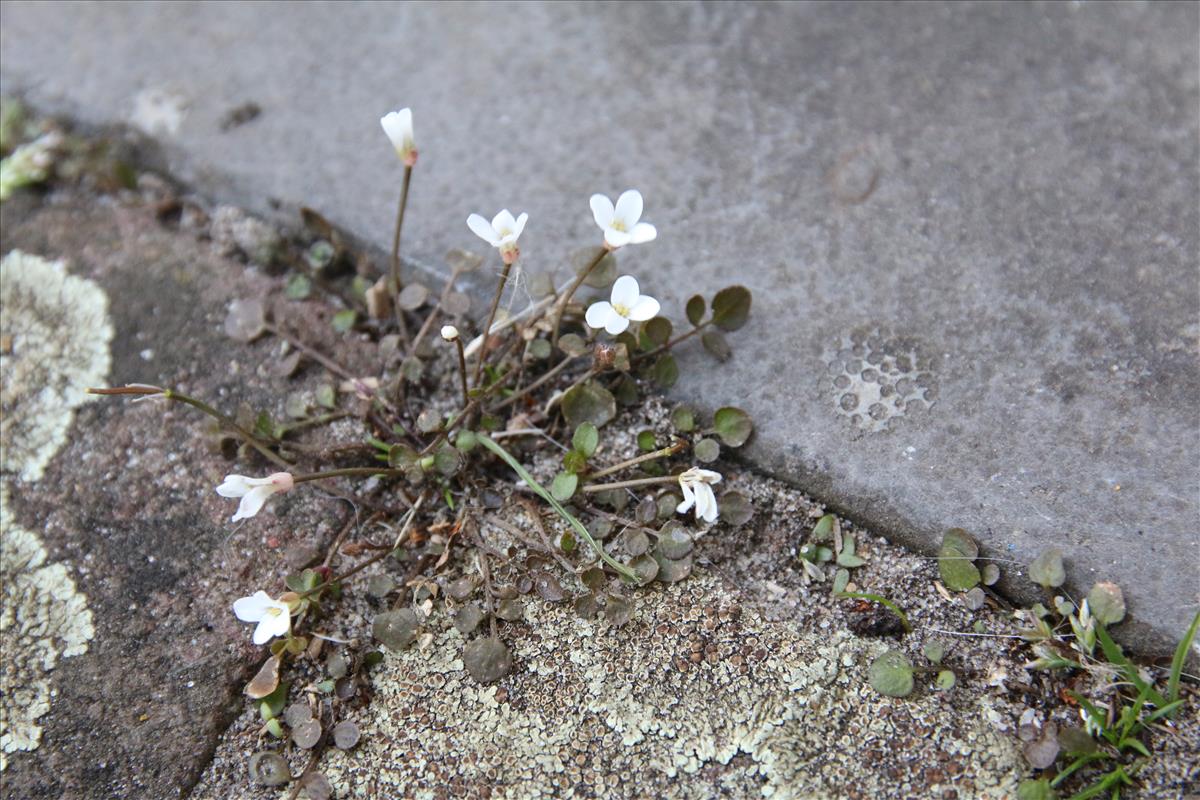 Cardamine corymbosa (door Stef van Walsum)
