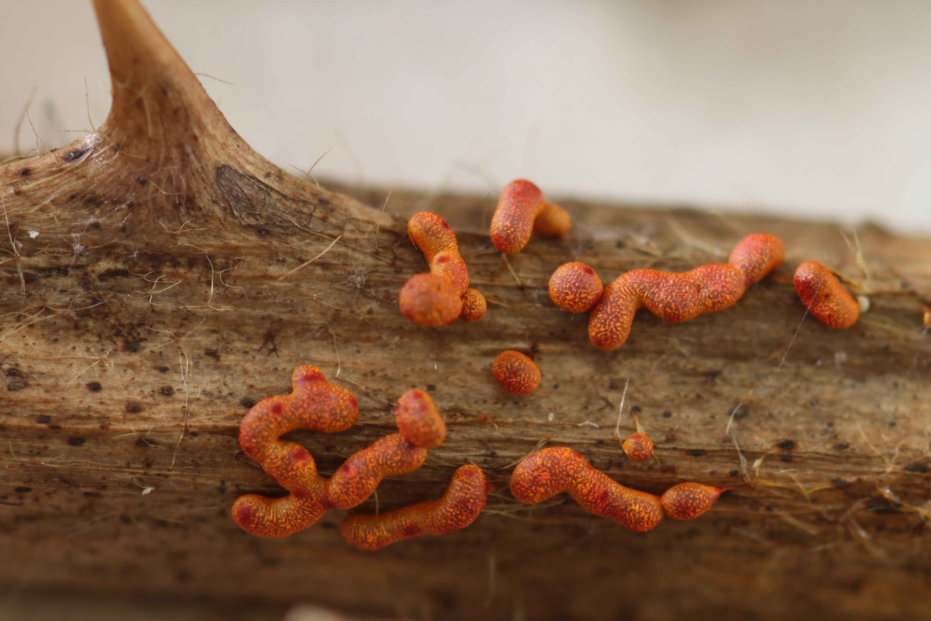 Willkommlangea reticulata (door Joke Broersen)