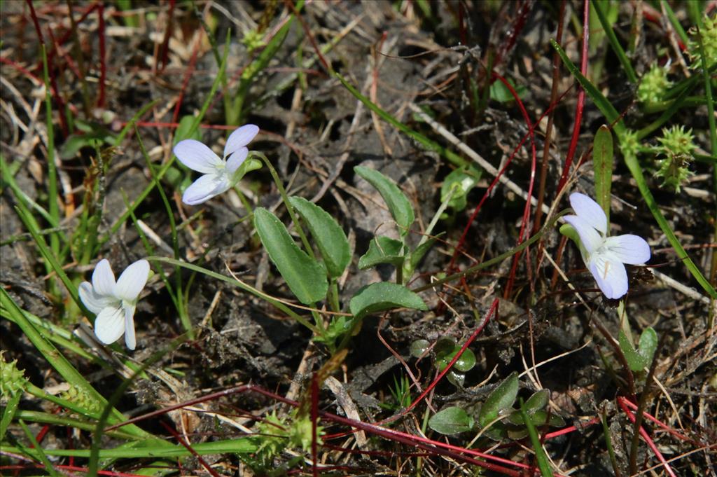 Viola stagnina var. lacteoides (door Jelle Hofstra)