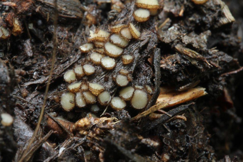 Trichophaeopsis bicuspis (door Sonja van Baren)