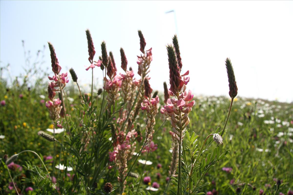 Onobrychis viciifolia (door Stef van Walsum)