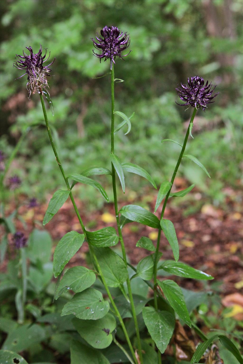 Phyteuma nigrum (door Jelle Hofstra)