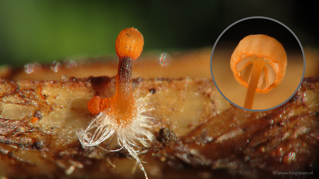 Mycena pterigena (door Loe Giesen)
