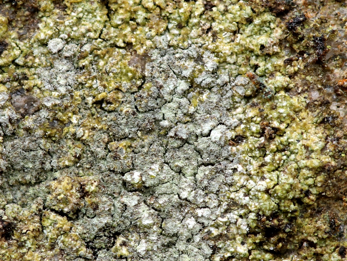 Fuscidea praeruptorum (door Ruud van Middelkoop)