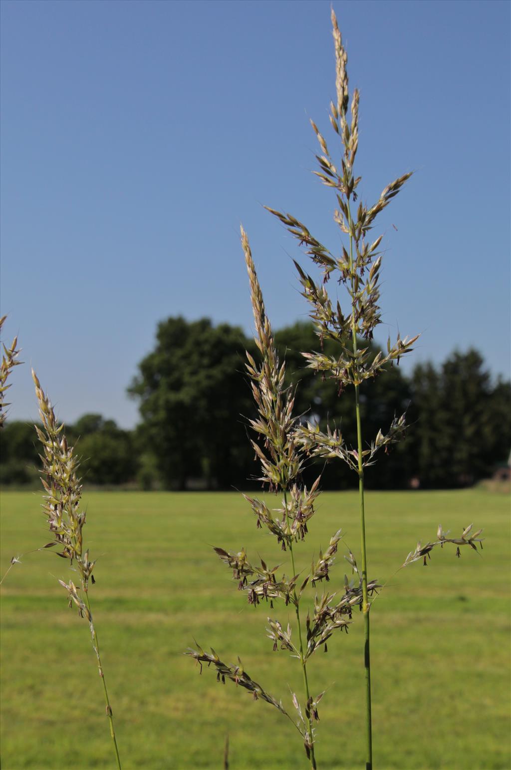 Arrhenatherum elatius subsp. elatius (door Jelle Hofstra)