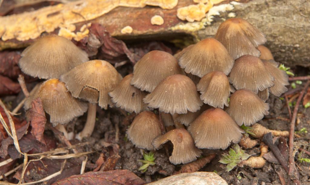 Coprinellus micaceus (door Aldert Gutter)