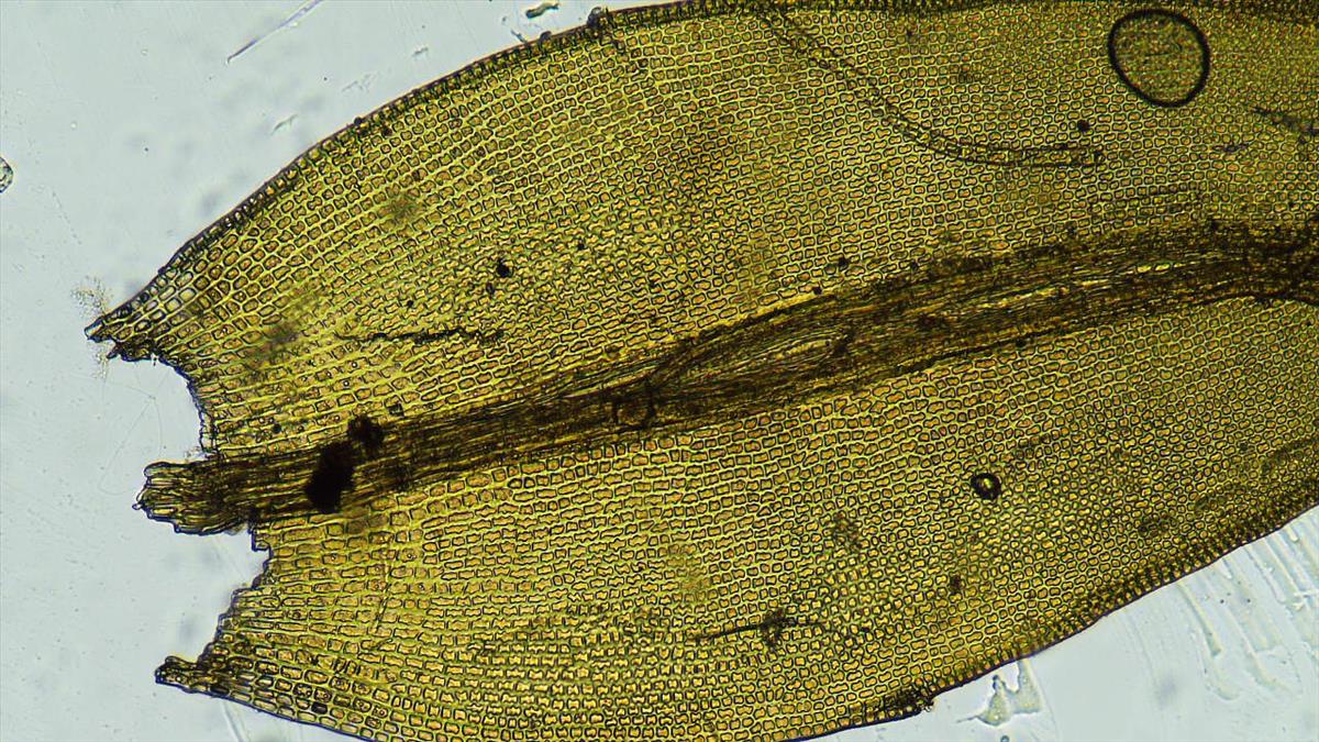 Grimmia dissimulata (door Koos van der Vaart)