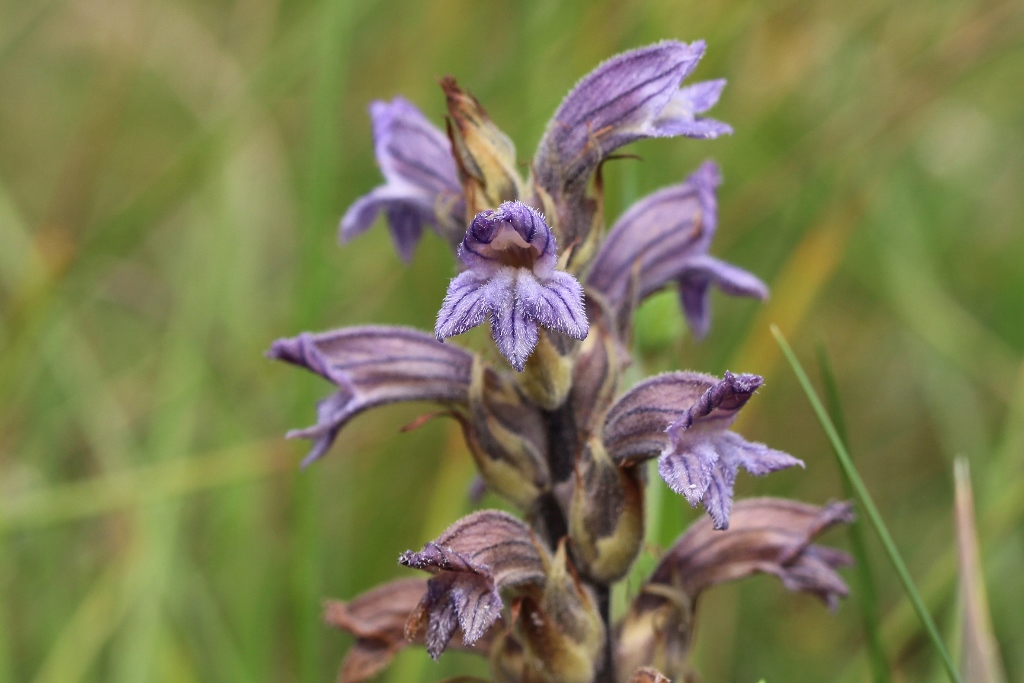 Orobanche purpurea (door Edwin de Weerd)