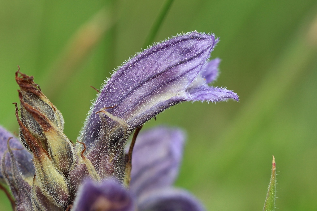 Orobanche purpurea (door Edwin de Weerd)