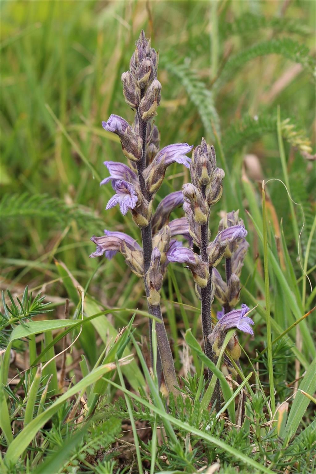 Orobanche purpurea (door Edwin de Weerd)