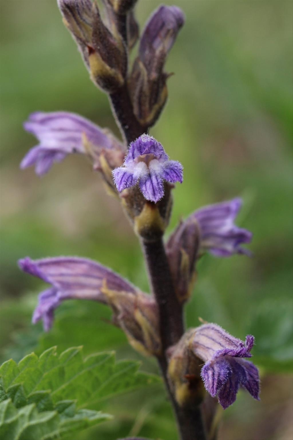 Orobanche purpurea (door Edwin de Weerd)
