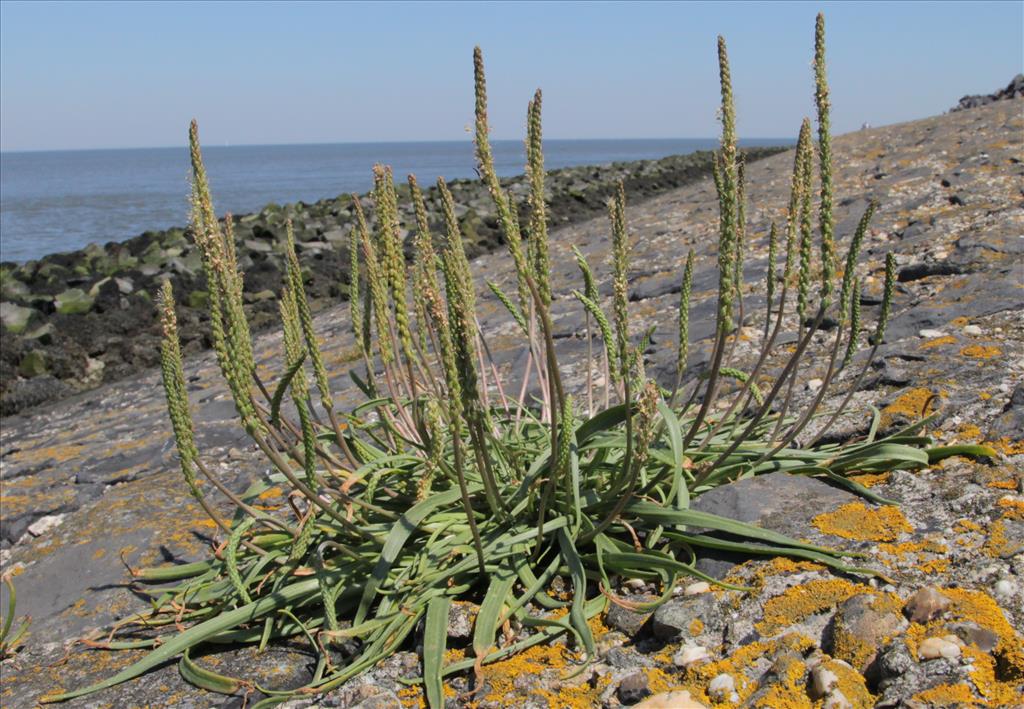 Plantago maritima (door Jelle Hofstra)