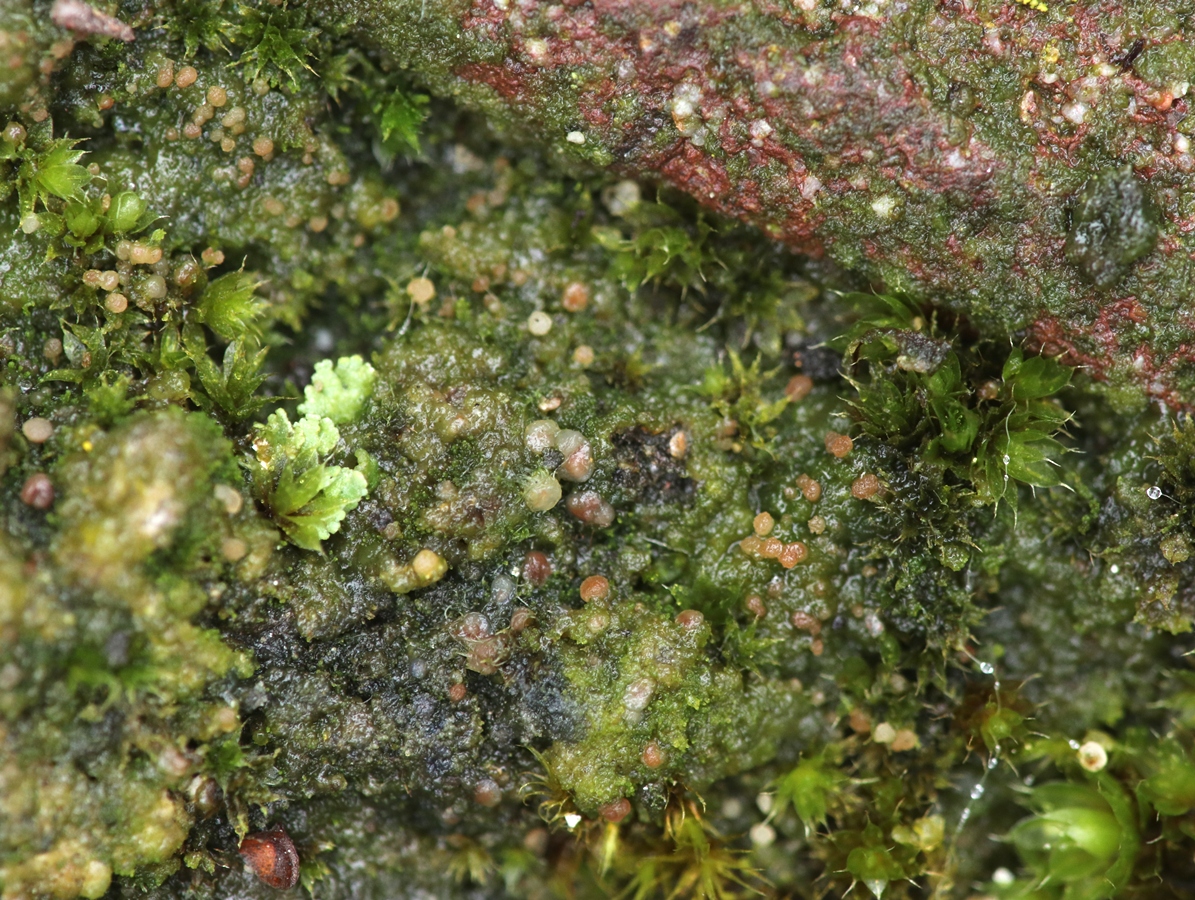 Vezdaea acicularis (door Ruud van Middelkoop)