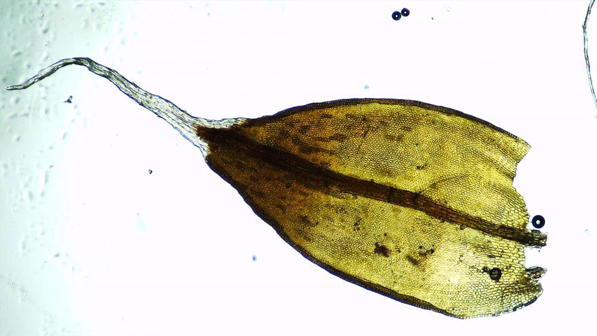 Grimmia plagiopoda (door Koos van der Vaart)