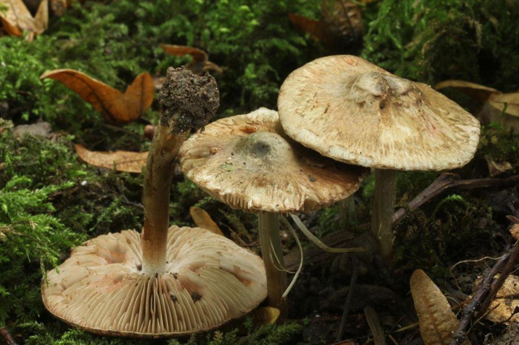 Inocybe haemacta (door Sonja van Baren)