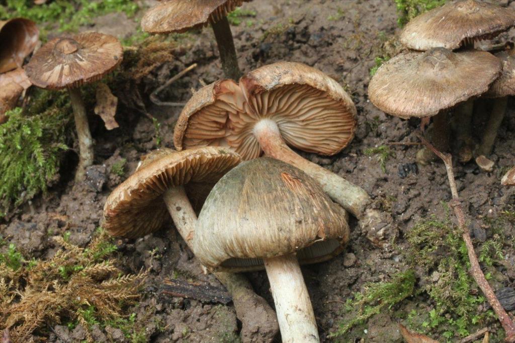 Inocybe haemacta (door Sonja van Baren)