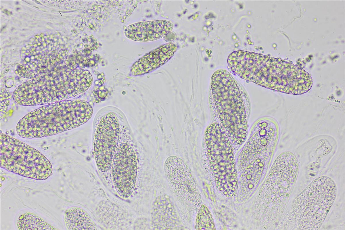 Agonimia vouauxii (door Lukas Verboom)
