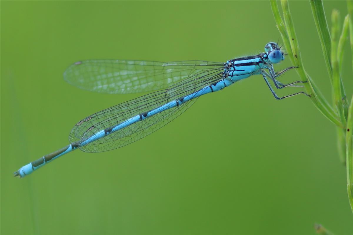 Erythromma lindenii (door Niek Schrier)