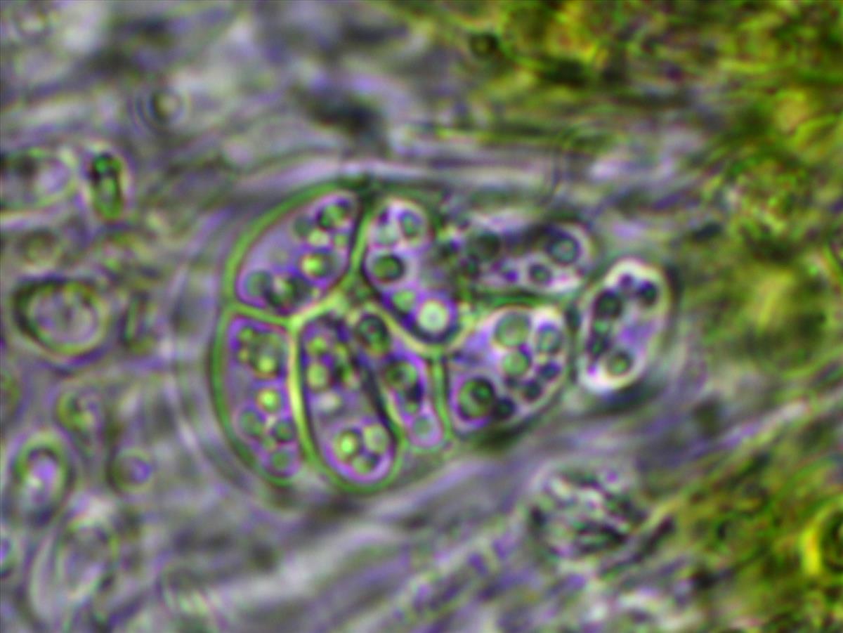 Lecanora persimilis (door Matthijs Molenaar)