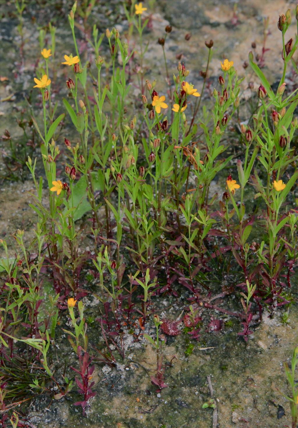 Hypericum canadense (door Jelle Hofstra)