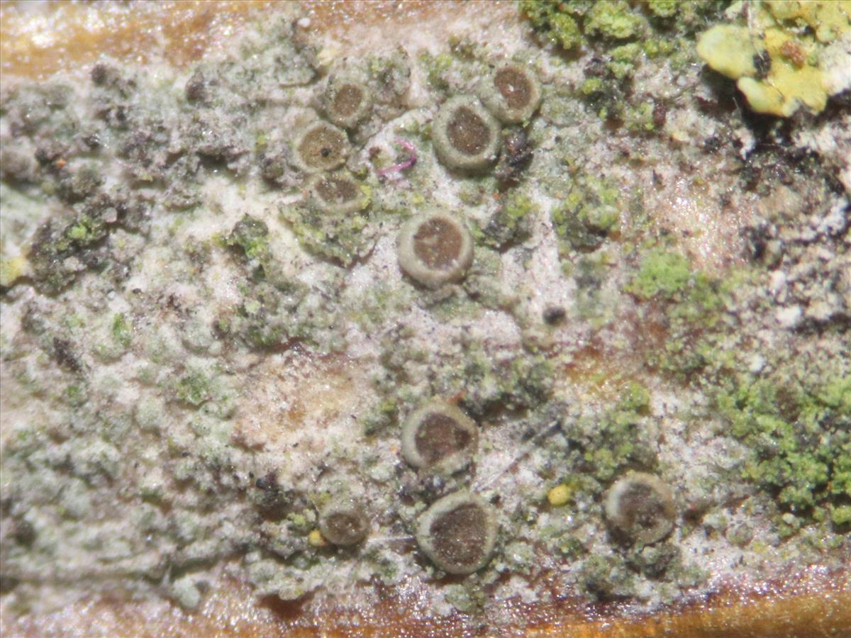 Myriolecis persimilis (door Tom Schier)