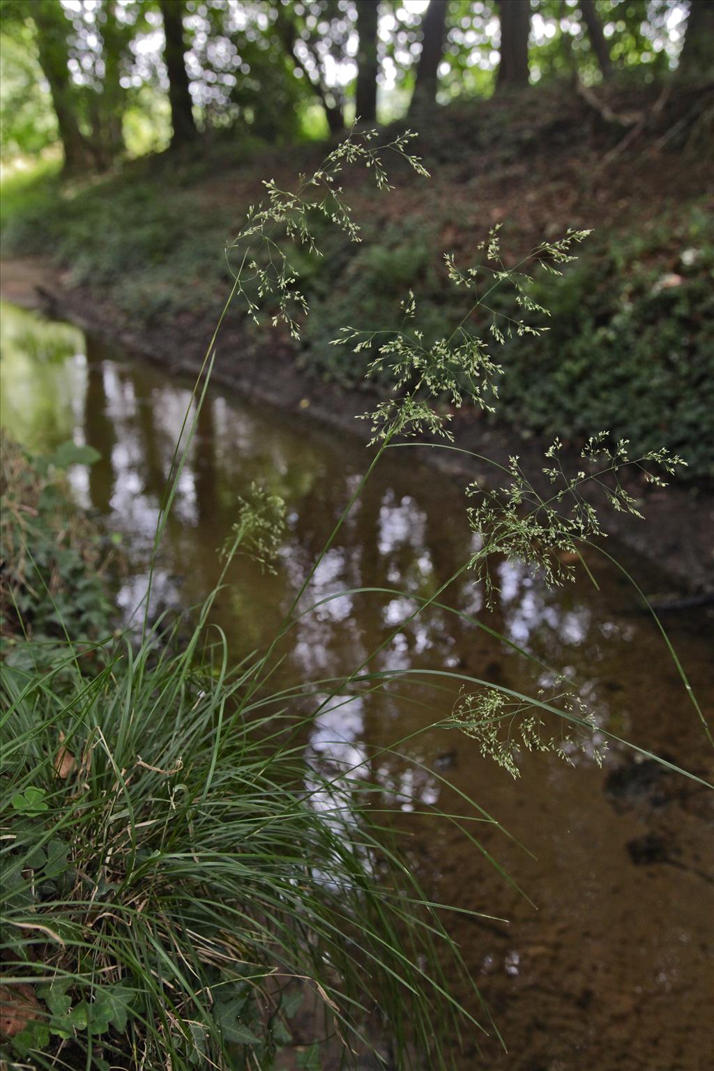 Deschampsia cespitosa (door Jelle Hofstra)