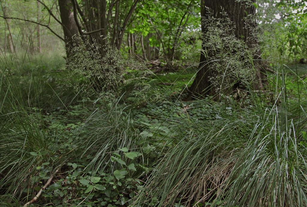 Deschampsia cespitosa (door Jelle Hofstra)