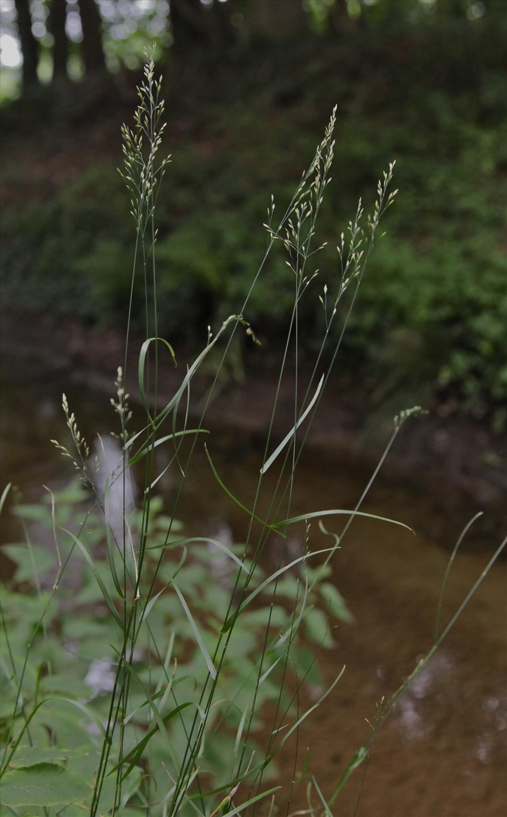 Poa nemoralis (door Jelle Hofstra)