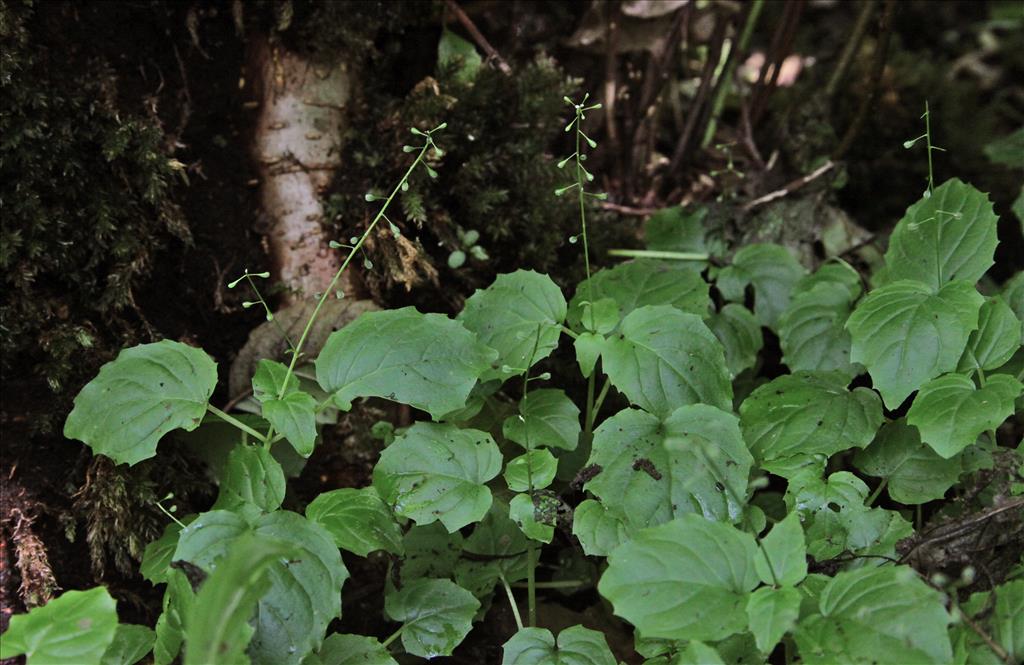 Circaea alpina (door Jelle Hofstra)