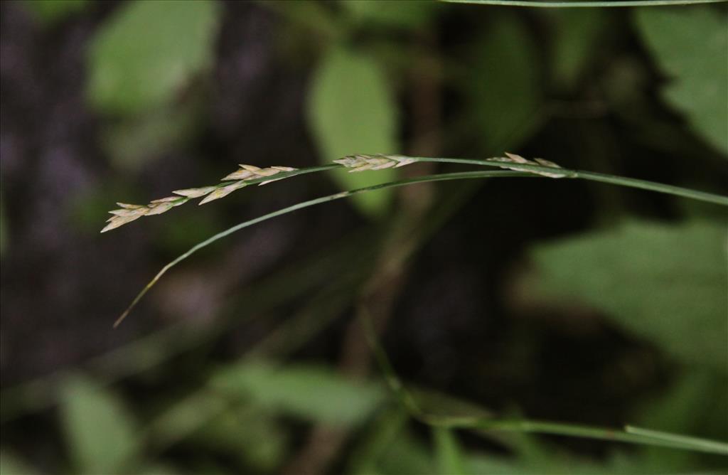 Carex x boenninghausiana (door Jelle Hofstra)