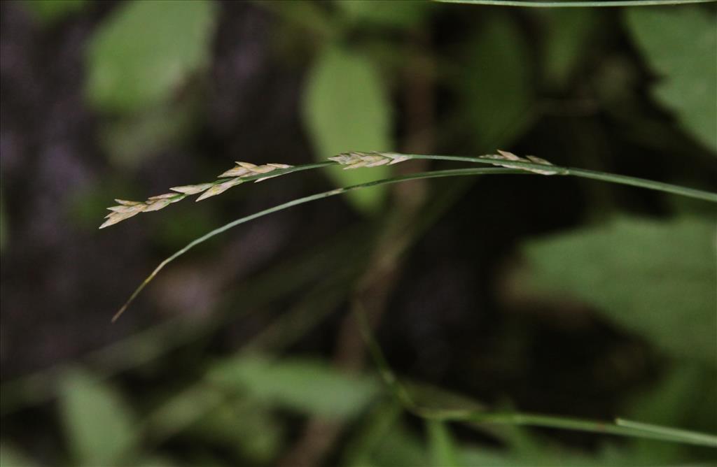 Carex x boenninghausiana (door Jelle Hofstra)