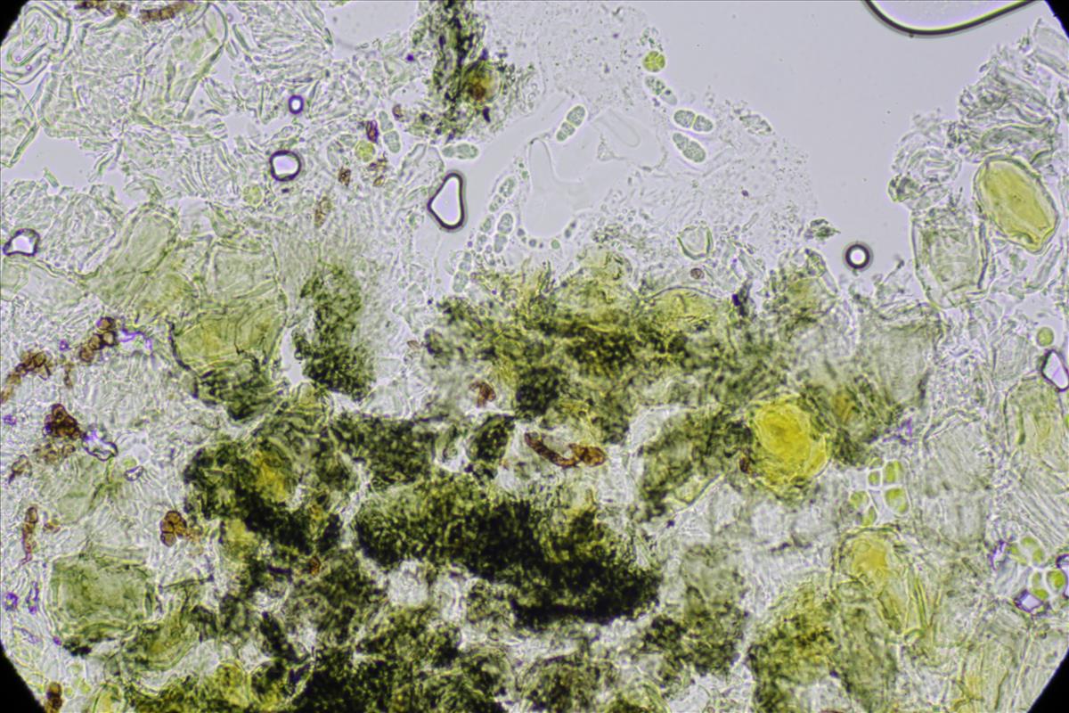 Alloarthopyrenia italica (door Lukas Verboom)