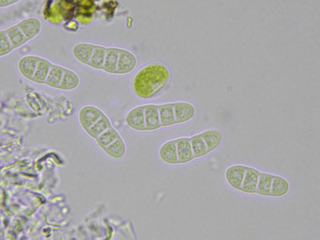 Arthonia radiata (door Lukas Verboom)
