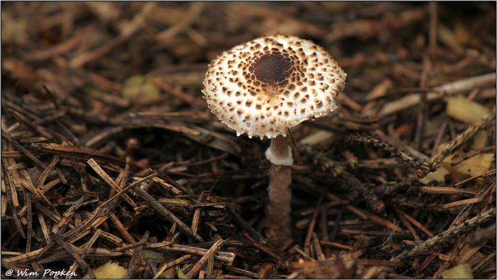 Lepiota felina (door Wim Popken)